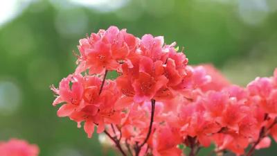 潼泉湖（杜鹃花）