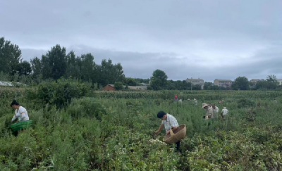 京山市三阳镇：芍药成熟采摘忙