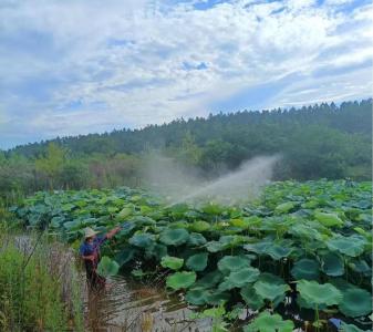 京山市永兴街道：莲藕种植打开致富新市场 