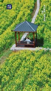 永兴街道·油菜花海