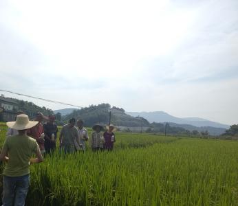 京山市绿林镇：加强虫害防治 助力水稻稳产增收