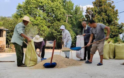 湖北京山：入秋酷热难收粮 邻里互助帮大忙