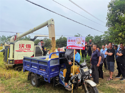 湖北京山：试验田水稻喜迎丰收