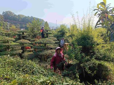 湖北京山：“剪”出乡村妇女致富梦