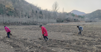 湖北京山：苦木种植 “苦”中有“甜”的产业