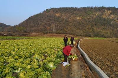 京山市新市街道：冬闲田变“增收田” 白菜种植试点初显成果