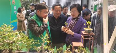 湖北京山对节白蜡园艺师劳务品牌亮相上海推介会