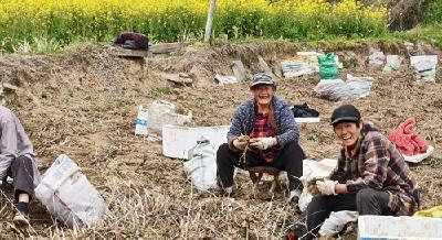 湖北京山：“白芨＋玉米”共融共生点亮乡村致富路