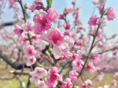 京山市石龙镇2000亩桃花迎春盛放