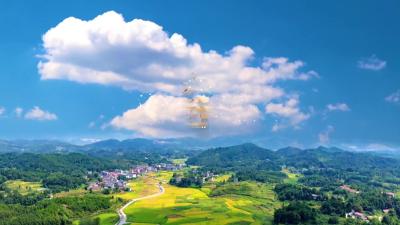 V视|罗店镇：高标准改造 “粮田”变“良田”