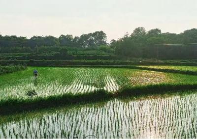 荆门京山：绿意秧田共绘丰收景