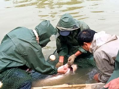 京山新市街道：鱼苗繁殖奏响劳动乐章