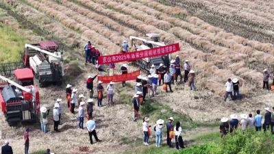 V视|油菜分段机收 减损又增收