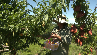 湖北京山：蟠桃“甜蜜”上市 特色种植助农增收
