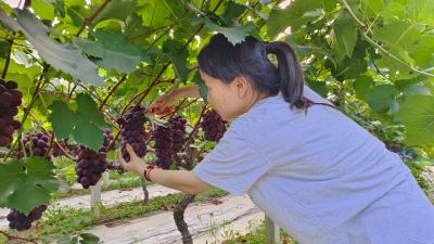 湖北京山：葡萄架下结硕果 产业兴旺促增收