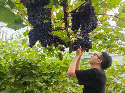 湖北京山：葡萄挂满枝 采摘正当时