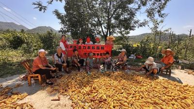湖北京山：鹤发童颜共剥玉米