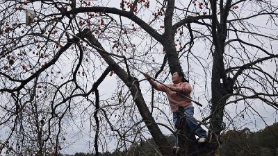 京山市绿林镇：枝头“红灯”挂 冬日柿飘香