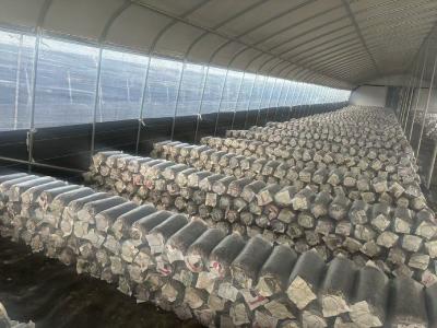 京山市曹武镇：“菌”业循环兴曹武 “废”尽其用富农家