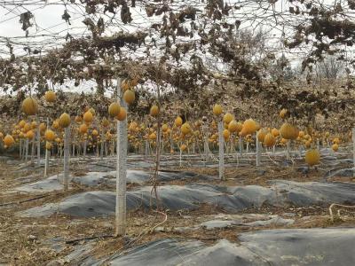 湖北京山：金瓜蒌蹚出“籽”富路 