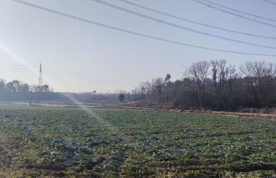 湖北京山：田里绿意浓 油菜长势壮