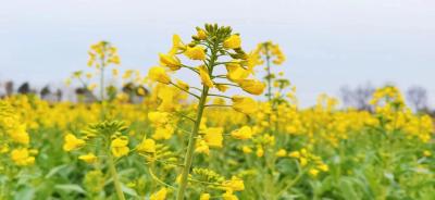 沙洋：70万亩油菜花竞相绽放 踏青赏花正当时