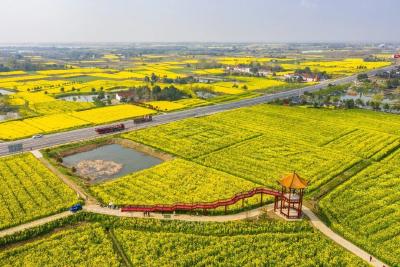 【媒体聚焦】沙洋建成国内最大高油酸油菜基地