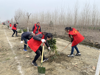 沙洋镇： 开展春季义务植树活动