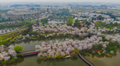 移步换景皆为花海，湖北沙洋花海景观不谢幕