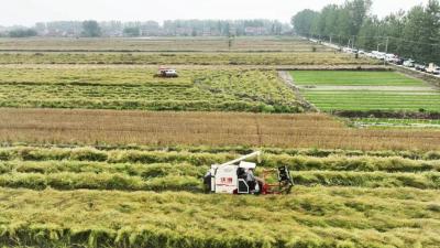 【热点关注】沙洋县78万亩油菜喜获丰收