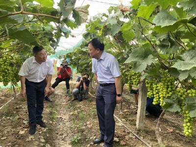 县委统战部组织开展助农活动
