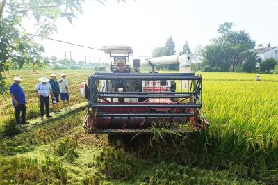 沙洋：再生稻头季测产验收  亩产超700公斤