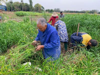 苗木产业铺就乡村“致富路”