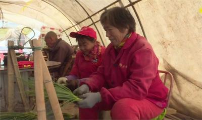 拾回桥镇桥河村：小香葱种出大产业