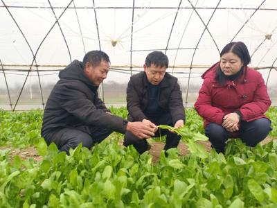 沙洋县农业农村局：田间地头施“良方”  应对低温雨雪冰冻天气