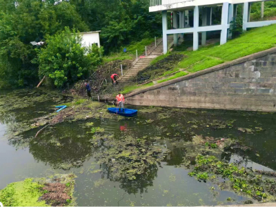 沙洋县马良镇：打捞水葫芦 共护水环境