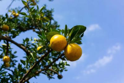 不要吃！不要捡！近期正大量出现！