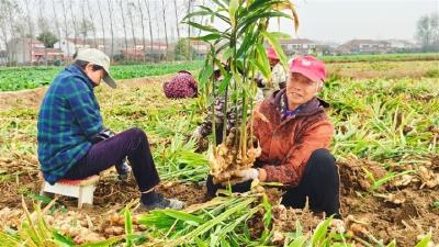 李市镇刘淌村生姜丰收