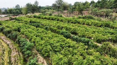 沈集镇：特色种植产业   绘就乡村振兴新画卷 