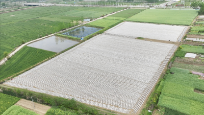 沙洋：土地“活”起来 村民增收“火”起来