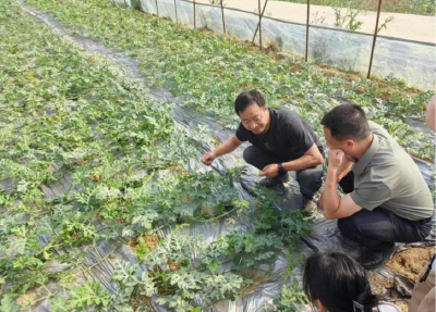 官垱镇：授粉实践架起干群连心桥 特色产业激活振兴新动能