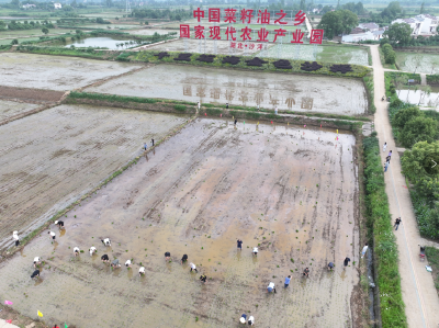 曾集镇开展“三进一做”插秧实践活动