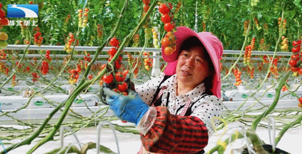 年产值千万！沙洋的“番茄王国”是这样火出圈的，致富密码曝光→