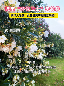 城市“环保卫士”夹竹桃。沙洋人注意！此花虽美切勿随意采摘！