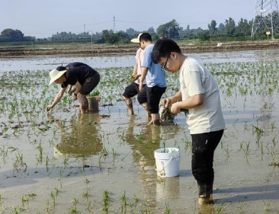 纪山镇：助农插秧添新绿 躬身实践促振兴
