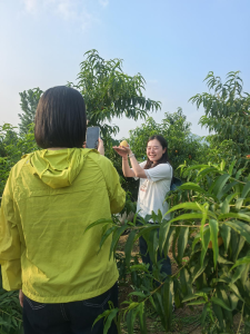 公文包扔了，箩筐扛起！京山90后干部化身“桃园特种兵”，直播为老乡带货