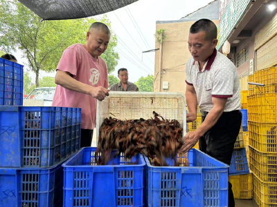 日出货量达20吨！小龙虾收购市场一片火热