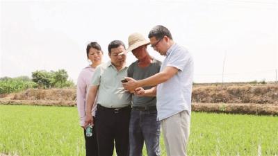 从“靠天吃饭”到“知天而作” ——沙洋县“水稻智脑”重绘农耕新图景