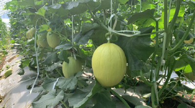 夏日来曾集，瓜“纷”甜“密”