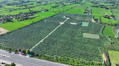 沙洋：“翡翠梨”抢鲜上市 开启夏日“梨”想时光